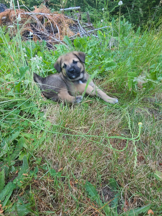 chinook dog